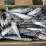 Japanese Mackerel thumbnail-3
