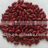 British Red Kidney Beans Crop 2011 thumbnail-1