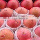 New Season Crop Fuji Apple