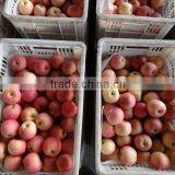 China Fuji Apples/yantai Origin thumbnail-1