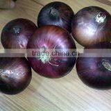 CELEBRITY EGYPTIAN CROP FRESH ONION GOOD PRICE thumbnail-2
