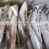 Frozen Shrimp Jumbo thumbnail-1
