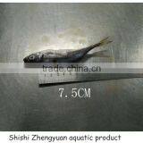 Fresh Frozen HGT Horse Mackerl 6-8cm Loose Package thumbnail-2