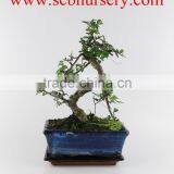 Chinese Bonsai Zelkova 20cm Art thumbnail-1