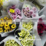 Fresh Cut Flower Chrysanthemum Grade A With Multi Colors From Kunming thumbnail-4