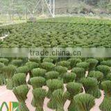 Tonkin Bamboo Flower Sticks thumbnail-3