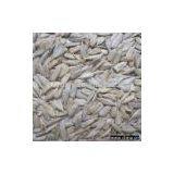 Sell Sunflower Seed Kernel thumbnail-1