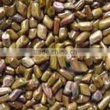 CASSIA TOREA SEMEN SEED NEW CROP thumbnail-1