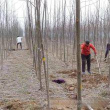 Price of 6 - Centimeter Melia Azedarach Trees With High Survival Rate thumbnail-5