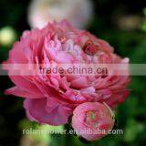 2016 Ranunculus Asiaticus With Fresh Beautiful Flowers thumbnail-1