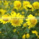 Instant Chrysanthemum Powder thumbnail-1