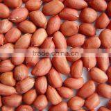Chinese Red Peanut Kernels Long Shape in Bulk (38/42) thumbnail-1