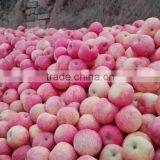 Superior Fresh Fuji Apple With High Quality thumbnail-5