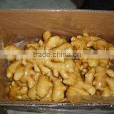 Wholesale Hot Sale Common Cultivation Type Fresh Ginger thumbnail-2