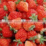 Frozen Fruit thumbnail-4