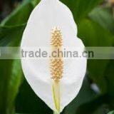 Spathiphyllum Cupido Fragrant Peace Lily