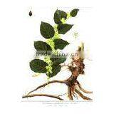 China Qingdao Supplies Best Quliaty And 100% Natural Giant Knotweed Extract Powder thumbnail-1