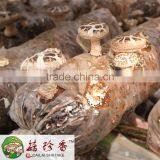 Price for White Flower Shiitake thumbnail-2