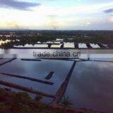 Sell Gracilaria, Euchema Spinosum And Cottoni Seaweeds thumbnail-3