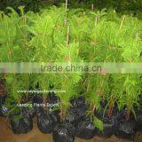 Araucaria Cunninghamii thumbnail-1