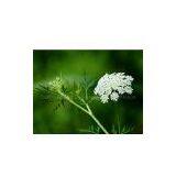 Osthole (Cnidium Monnieri Extract) thumbnail-1