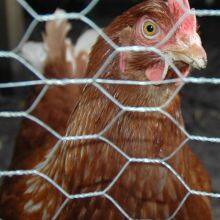 Chicken Wire Vertical Garden Factory thumbnail-2