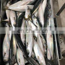 Frozen Mackerel Prices Frozen Pacific Mackerel Fish Chub Mackerel thumbnail-5