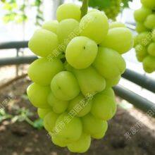 Momotaro Grape Seedling Grape Vines thumbnail-1