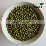China New Crop Green Bean