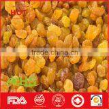 Various Type of Organic Sweet Raisins From China thumbnail-4