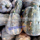 FRESH PUMPKIN +84963818434 Whatsapp thumbnail-2