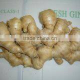 Chinese Fresh Air Dried Ginger thumbnail-3