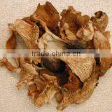 Detan Wholesale Dried Oyster Mushrooms for Customer thumbnail-3
