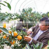 Single Layer and Multi-Span Agricultural Greenhouses Type Greenhouse Film Repair thumbnail-2