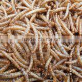 Dried Pet Food 100% Natural Wild Bird Food Microwave Dried Mealworms thumbnail-1