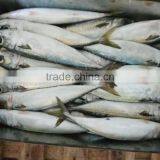 Frozen Pacific Mackerel Good-quality Seafood Pacific Mackerel Whole thumbnail-3