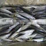 Fresh Horse Mackerel 10/12 Round Scad Decapterus Maruadsi thumbnail-3