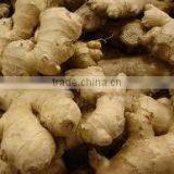 Zingiber Officinalis thumbnail-1