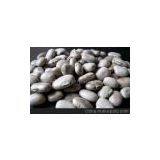 Natural Levodopa 98%/Mucuna Pruriens Extract thumbnail-1