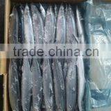 2015 Seafrozen Pacific Saury Whole Round 0#:140g+ thumbnail-6