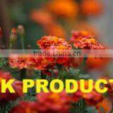 Calendula Essential Oil