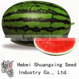 Pillow tough rind oblong shape hybrid f1 watermelon seeds