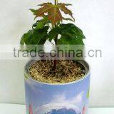 Home Decorative Plants,Office Decorative Flowers,Mini Plants,Mini Flowers thumbnail-1