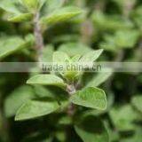 Oregano Oil (Origanum Vulgare) thumbnail-5