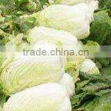 Chinese leaf lettuce