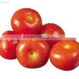 Tomato Paste Complete Plant Machinery