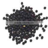 Rape Seed thumbnail-1