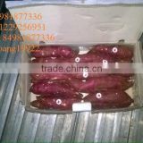 vietnam sweet potatoes with best price and good quality/ Made in Vietnam