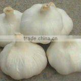Fresh China Garlic thumbnail-1