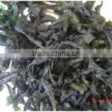 Konbu Knot thumbnail-1